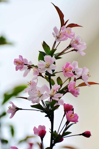 花卉摄影(红叶,海棠,桃花,樱花,张桂元摄)