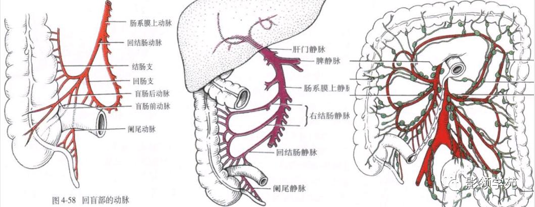 阑尾的组织结构与结肠相似,阑尾粘膜由结肠上皮构成.