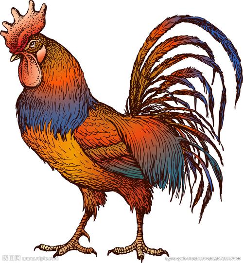 键 词:公鸡 卡通鸡 手绘 生物世界 鸡年素材 家禽家畜 矢量 ai  设计