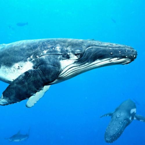 地球上最大最重的哺乳动物——蓝鲸