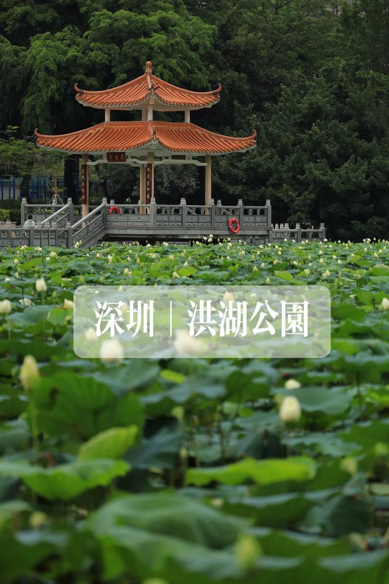 深圳洪湖公园的荷花03含苞待放了.