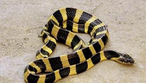 银环蛇有毒吗,农村常见的金环蛇和银环蛇各有多少环?哪种蛇毒性更大?