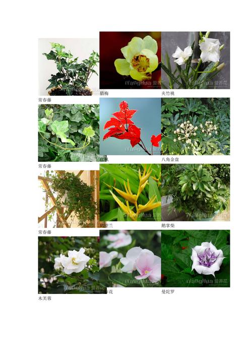 常见花卉名称图片