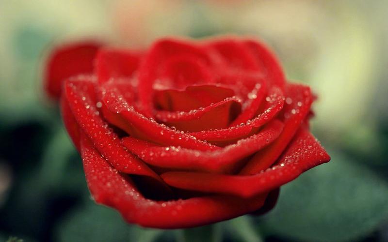 唯美娇艳的红玫瑰图片桌面壁纸