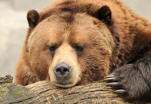 美熊逗留日志性质棕色脸权力壁纸景熊认为爪棕色