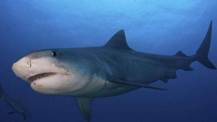 令人闻之色变的公牛鲨,可以生活在盐水和淡水两种环境中!