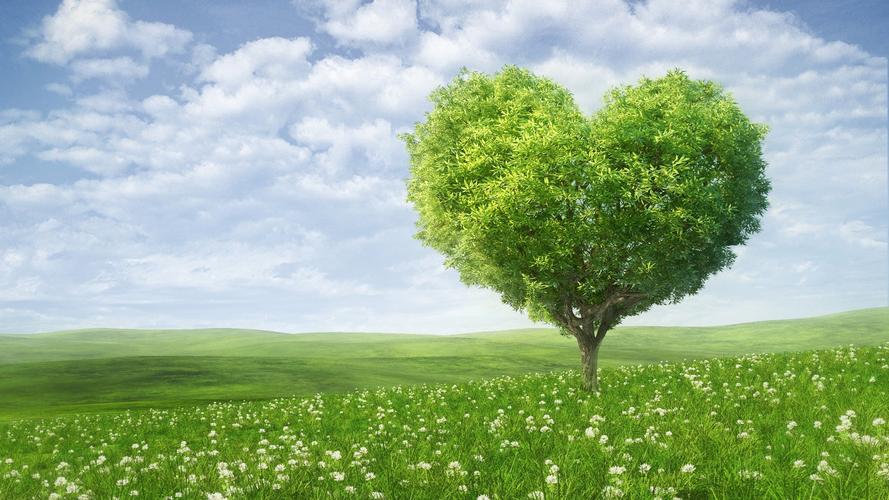 唯美花草树木爱心树爱浪漫心树绿色的田野桌面壁纸壁纸