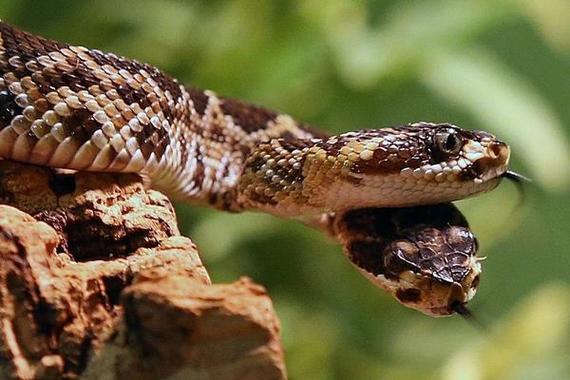 响尾蛇是什么蛇中国响尾蛇分布在哪里
