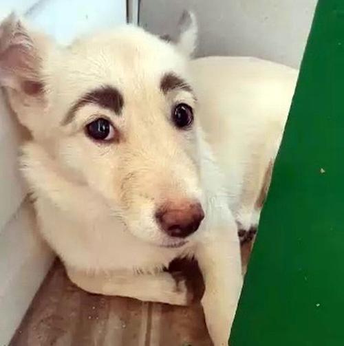 一个白色的狗眉毛很粗跌在地上