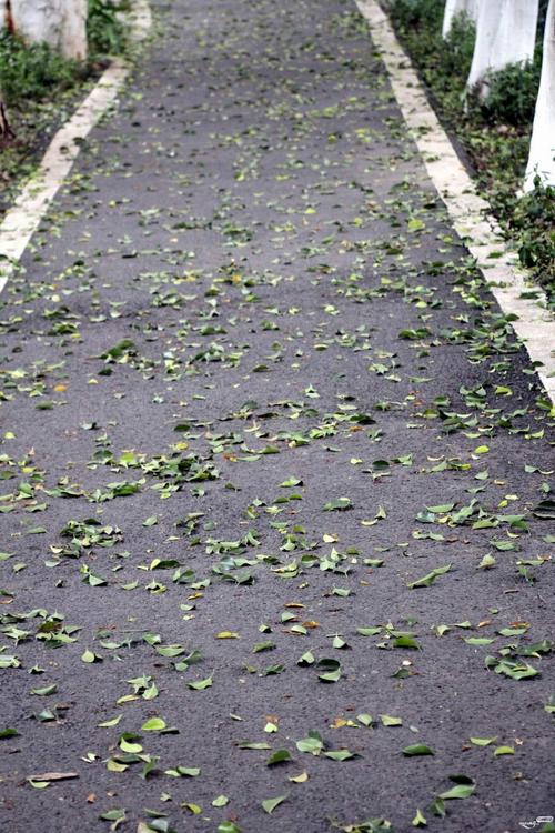 今日随手拍:近期的梅城街头都在落树叶,落的是绿叶不是黄叶