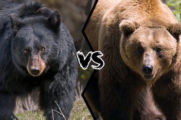 棕熊和黑熊_百度视频搜索