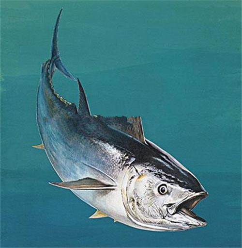 蓝鳍金枪鱼是金枪鱼类中体型最大的一种,肉质肥美,是制作生鱼片和寿司