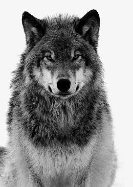 黑白狼