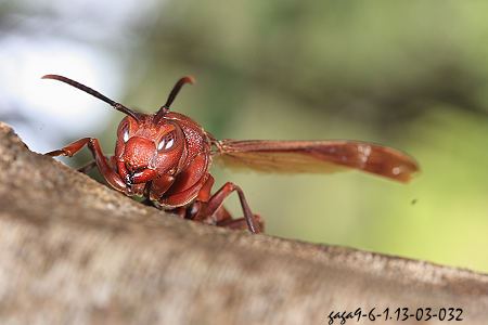 体长约 22 - 40 mm, 外观近似褐长脚蜂但本种体型大很多,触角皆