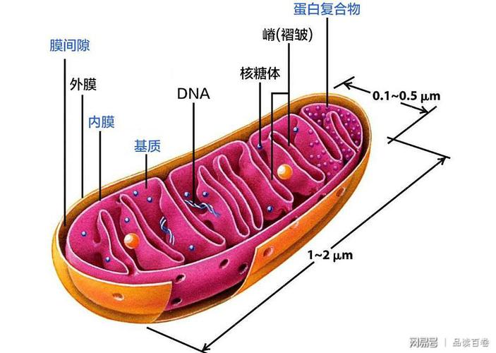 生物学教科书又被改写,父亲的线粒体dna也可以遗传后代