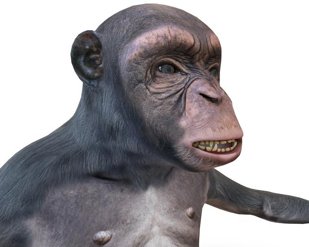 黑猩猩3d模型