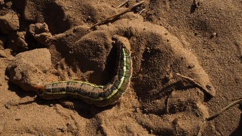 蠕虫在沙漠中爬行