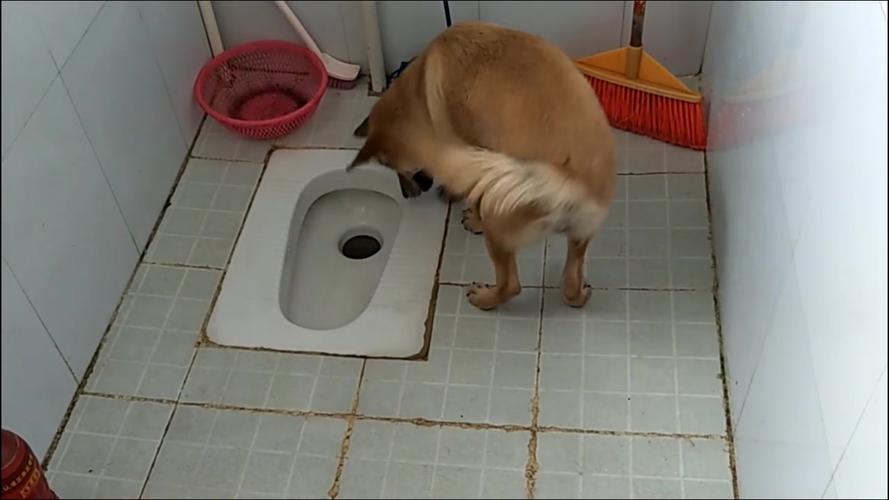 中华田园犬实拍中华田园犬去厕所上厕所之拉屎篇让你们看看中华田园犬