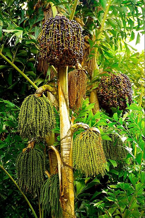 (学名:caryota maxima blume ex martius)棕榈科,鱼尾葵属植物