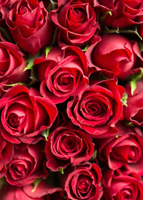 适合给女友推荐的玫瑰花素材手机壁纸,快看看有没有女友喜欢的