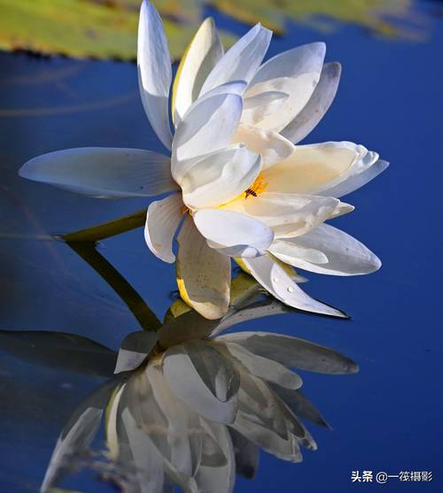 美艳之色白里透蓝澳洲巨睡莲