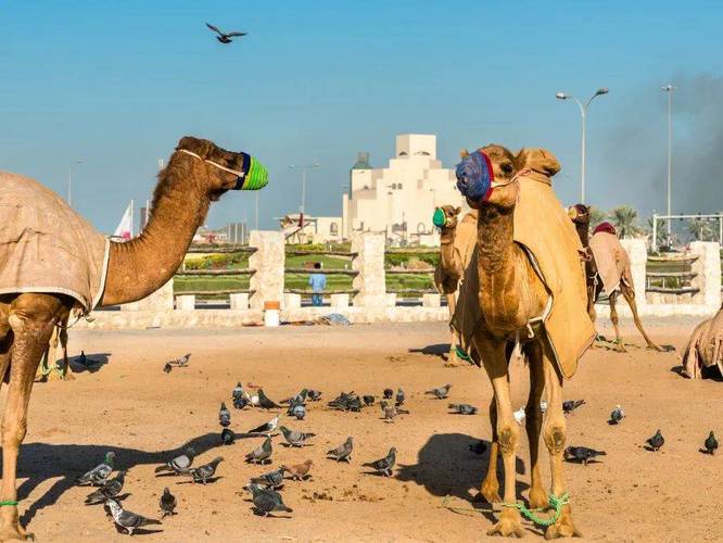 埃及&卡塔尔两国联游,赴一场跨越千年的爱恋!_金字塔_神庙_阿斯旺