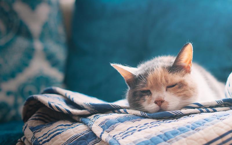 猫,喵星人,睡觉,假寐,玩,萌宠猫壁纸图片