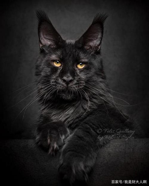 6,缅因猫|黑色猫 纯黑色缅因猫在阳光照耀下黑色的被毛会泛着棕苫或