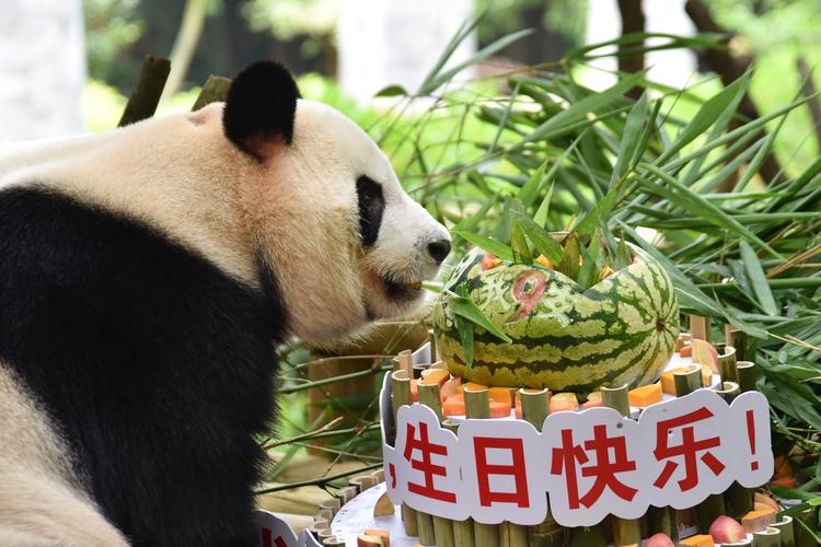 大熊猫园舟过9周岁生日