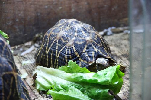 发几张龟龟吃菜图