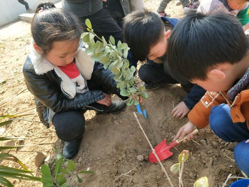 光明幼儿园学前班举办的3月12日植树节活动