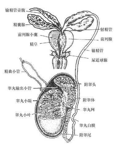 尿道;内生殖器包括睾丸,附睾,输精管,射精管,前列腺,精囊腺及尿道球腺