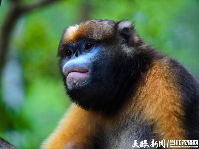 多彩贵州网 - 猴中贵族黔金丝猴,这样的"山间精灵"你爱了吗?