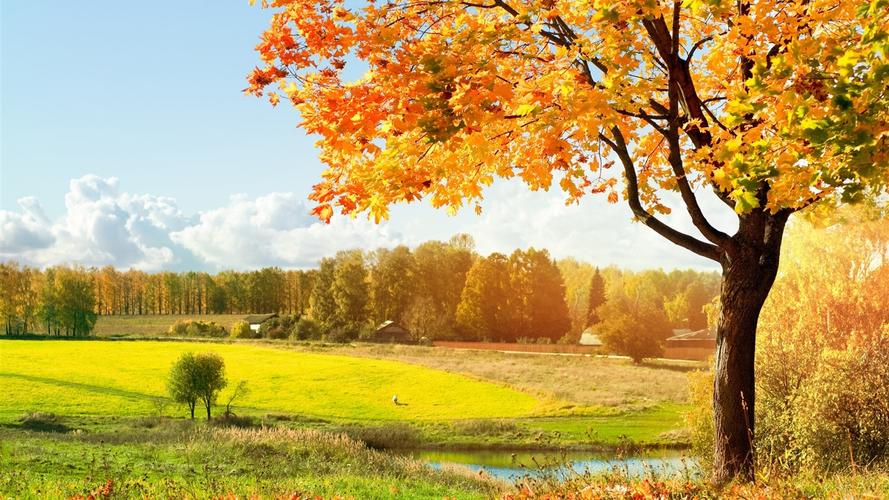 美丽的秋天,黄色的枫叶,树木,河流,农村 iphone 壁纸