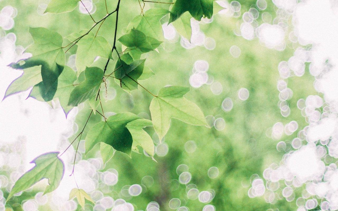 小清新护眼绿色叶子风景桌面壁纸