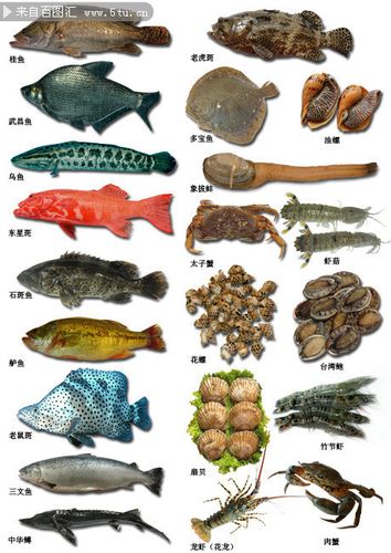 海鲜鱼类图片素材-动物类-百图汇素材网