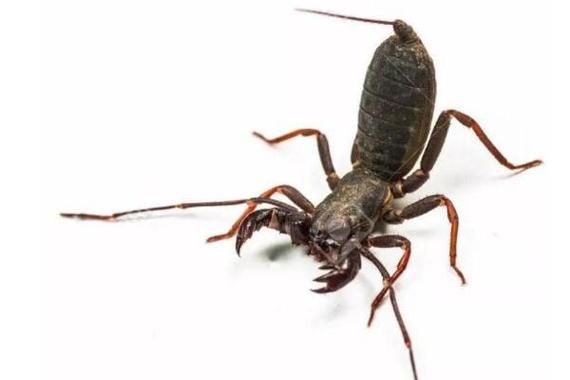 鞭蝎是害虫还是益虫尾刺能喷出酸液对人体害处较小
