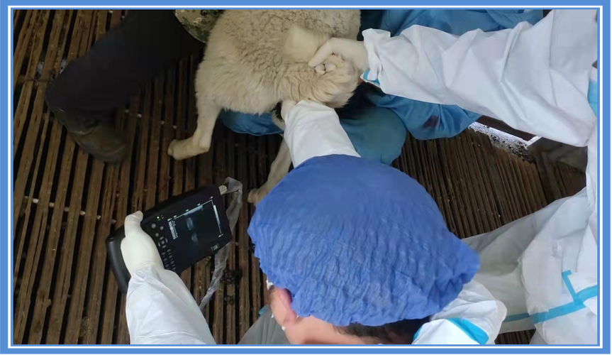 宁县畜牧兽医站为150只母羊进行人工授精