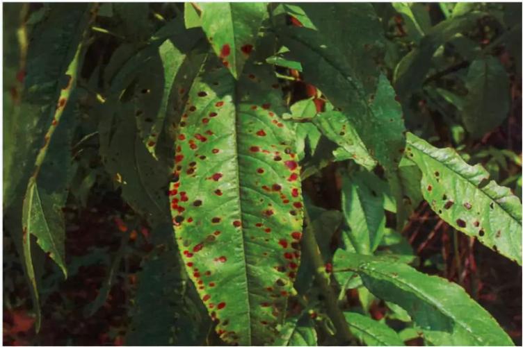 病害||夏季园林植物穿孔病的识别与防治