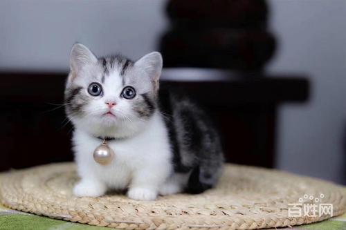 黔东南凯里哪有里卖短毛猫的 网红气质猫 短毛猫多少钱 图片