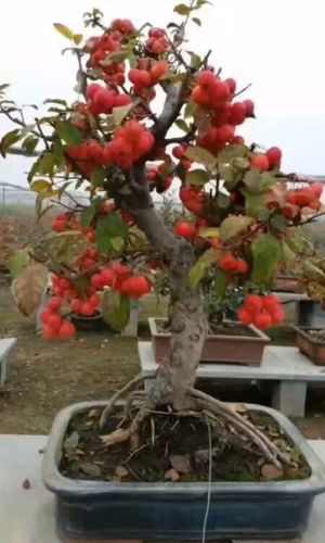 盆景红肉苹果树