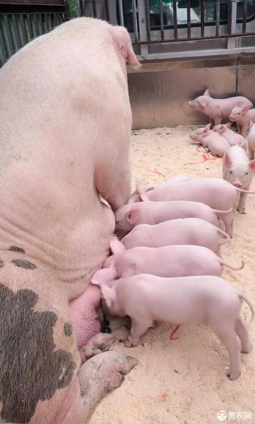 太湖二代瘦肉型高产母猪