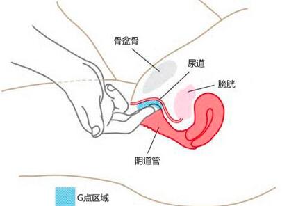 g点在阴道前方5至7公分的位置,手指进入阴道后,要往上在耻骨后勾着