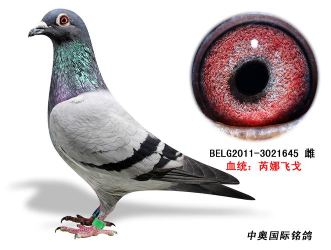 飞戈家族2011年种鸽3021645