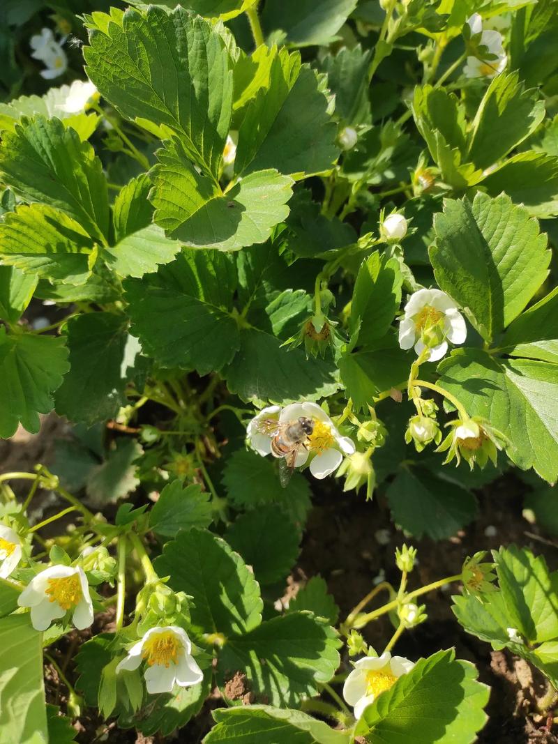 草莓91 花是白色的,像雪一样洁白.花瓣有五瓣的六瓣的.刚 - 抖音