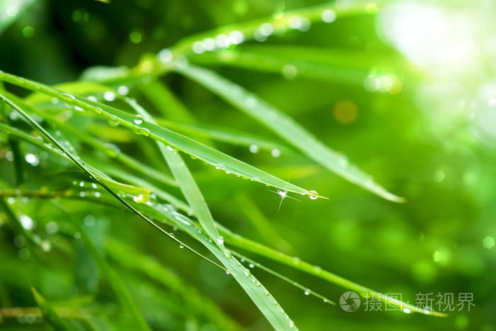 水滴在竹叶上在多雨的季节