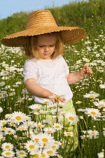 商业照片: 小女孩 · 雏菊 ·场· 花卉 · 春天 · 夏天