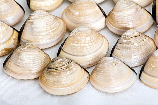 白贝海鲜贝壳海产品
