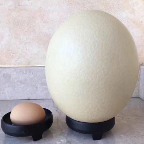 鸵鸟蛋超大的蛋