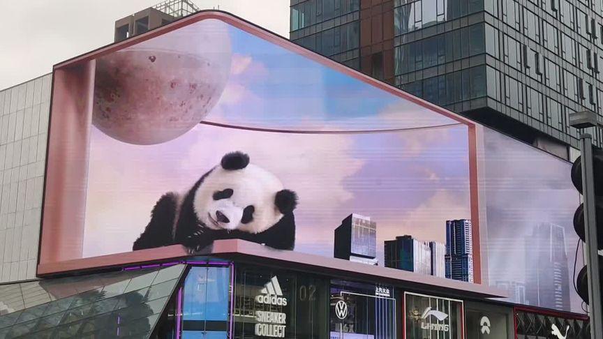 裸眼3d #大熊猫 这么可爱的大熊猫你会不喜欢吗!